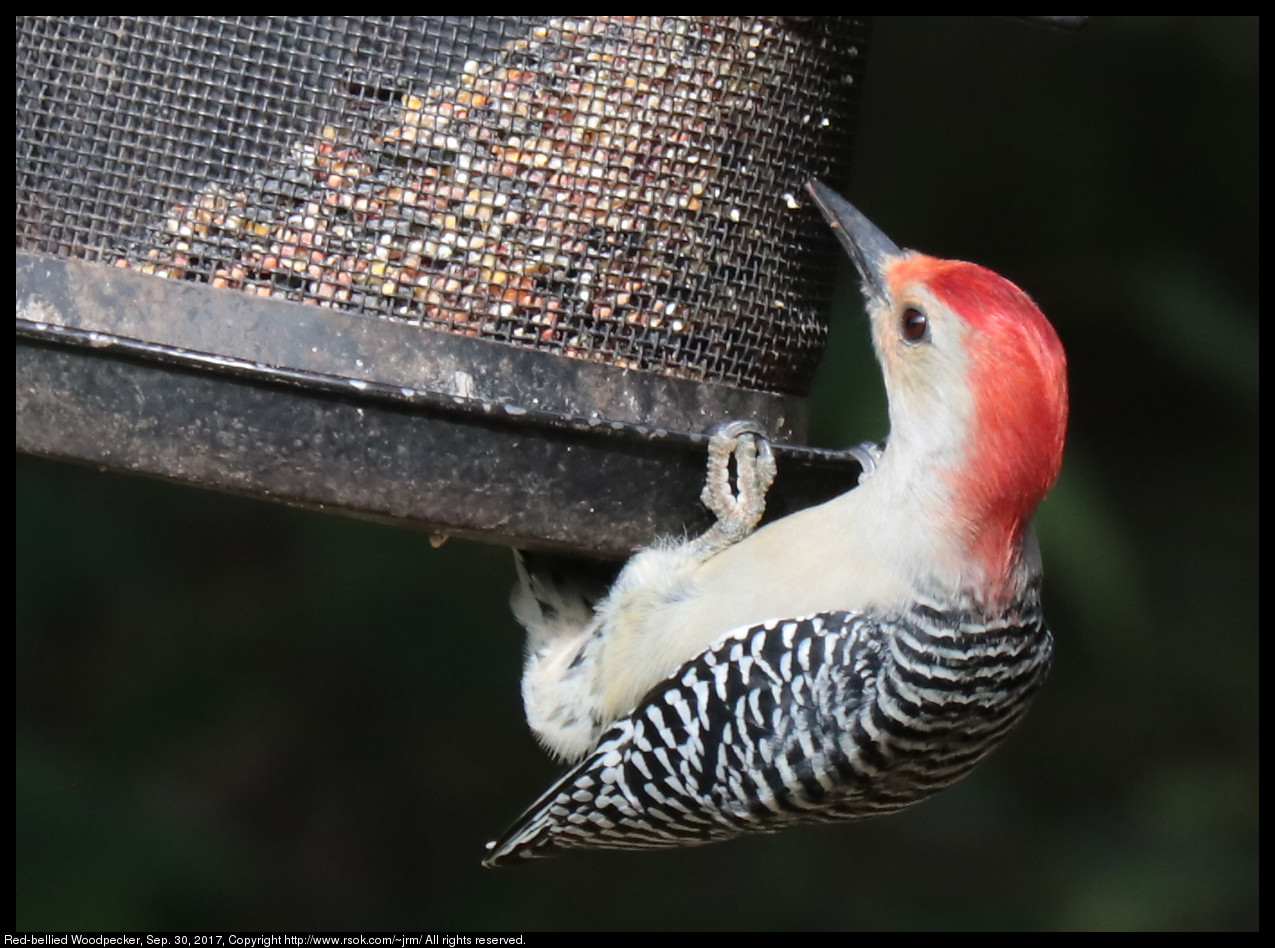 2017sep30_woodpecker_IMG_6678.jpg