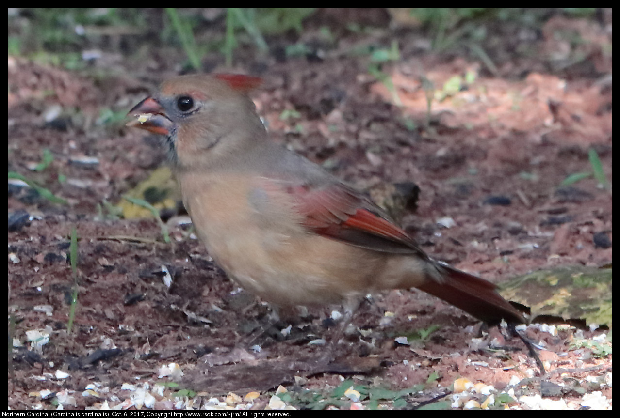 2017oct06_cardinal_IMG_6844c.jpg