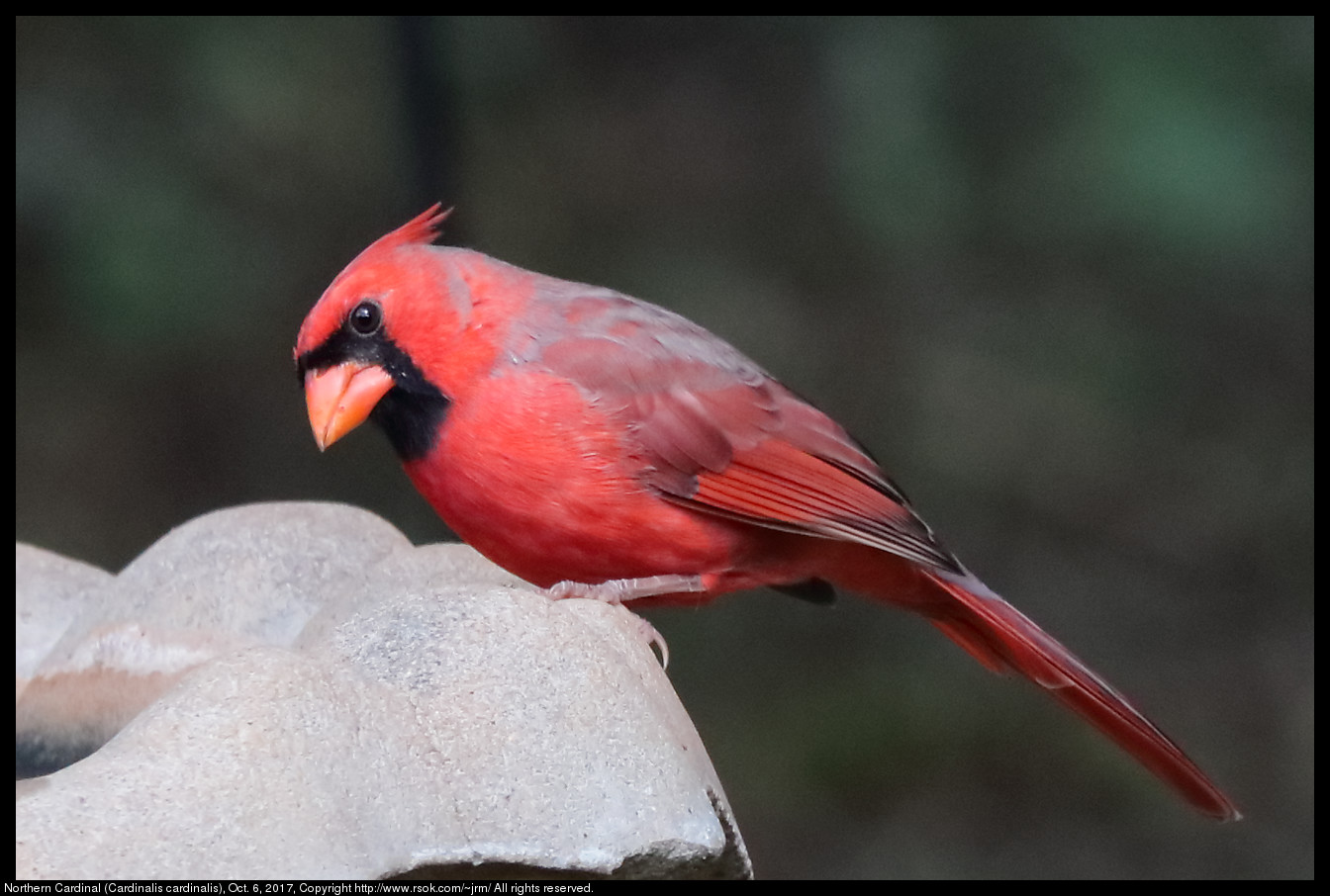 2017oct06_cardinal_IMG_6853c.jpg