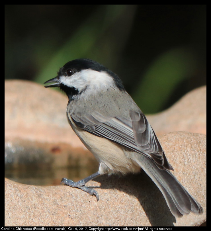 2017oct06_chickadee_IMG_6870.jpg