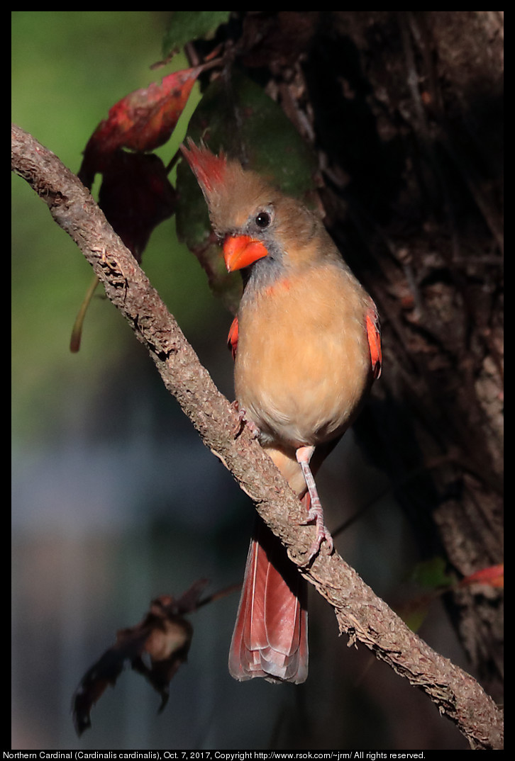 2017oct07_cardinal_IMG_6907c.jpg