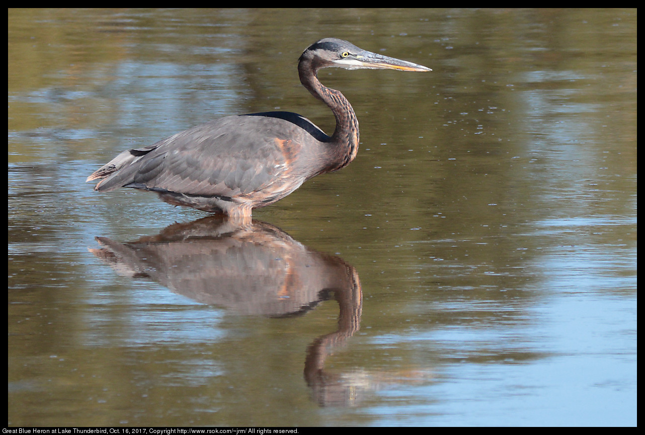 Great Blue Heron (Ardea herodias)