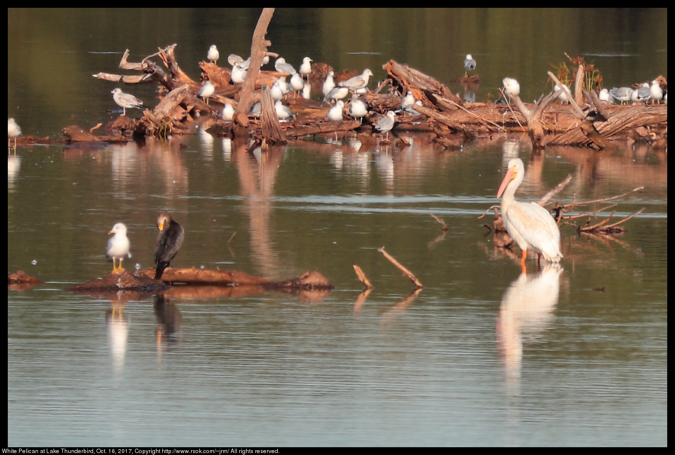 2017oct16_pelican_IMG_7069c.jpg