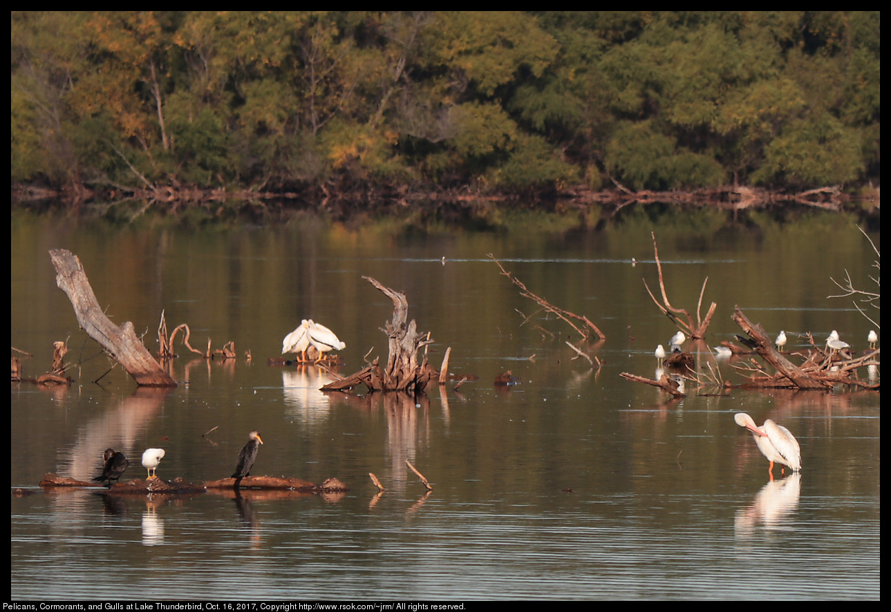 2017oct16_pelicans_IMG_7064.jpg