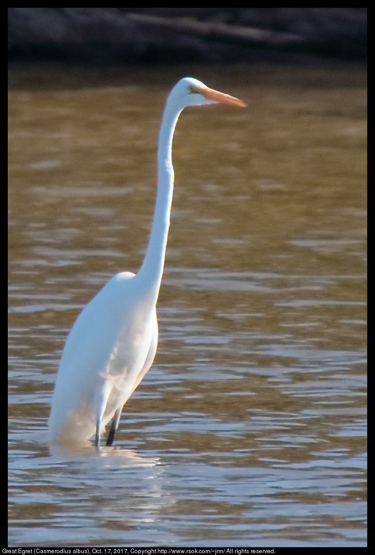 2017oct17_egret_IMG_7150c.jpg