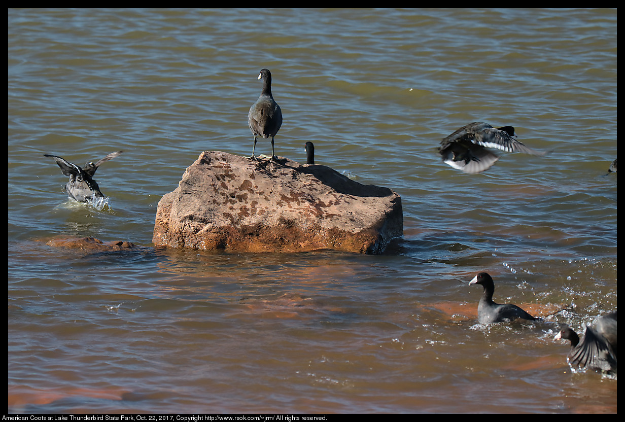 2017oct22_coots_IMG_7267.jpg