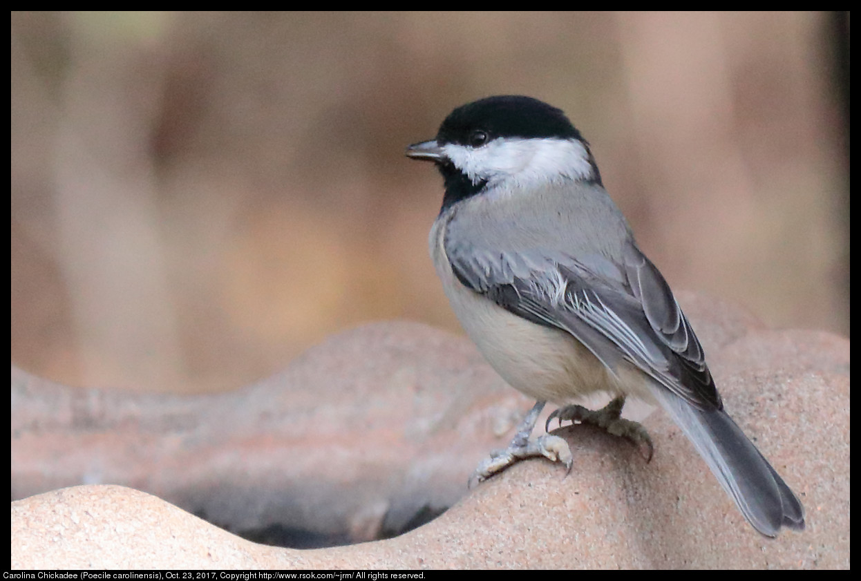 2017oct23_chickadee_IMG_7311c.jpg