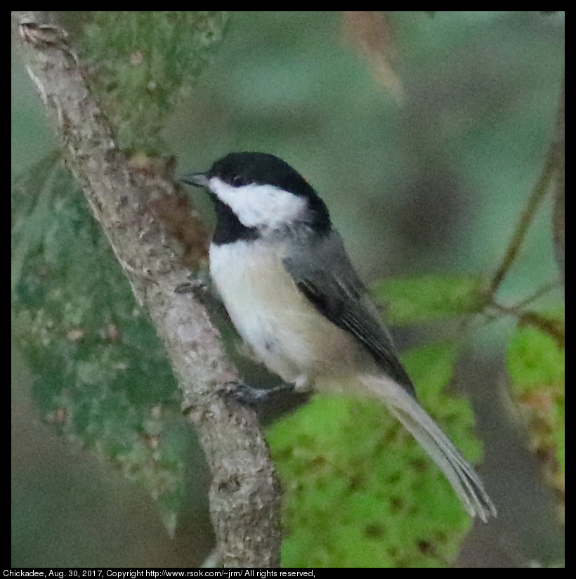 2017aug30_chickadee_IMG_6237.jpg