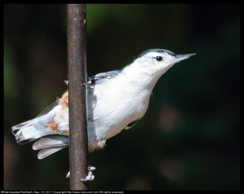 White-breasted Nuthatch (Sitta carolinensis), Sep. 10, 2017