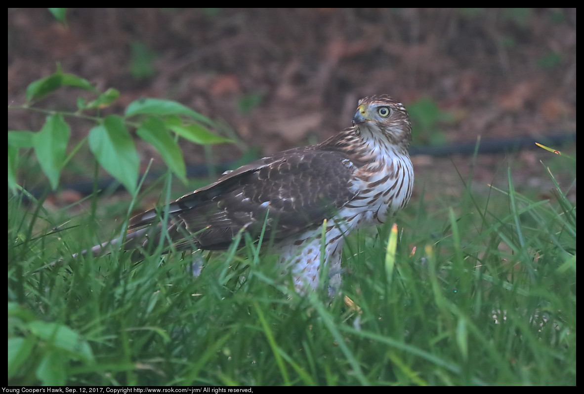 Juvenile Cooper's Hawk (Accipiter cooperii), Sep. 12, 2017