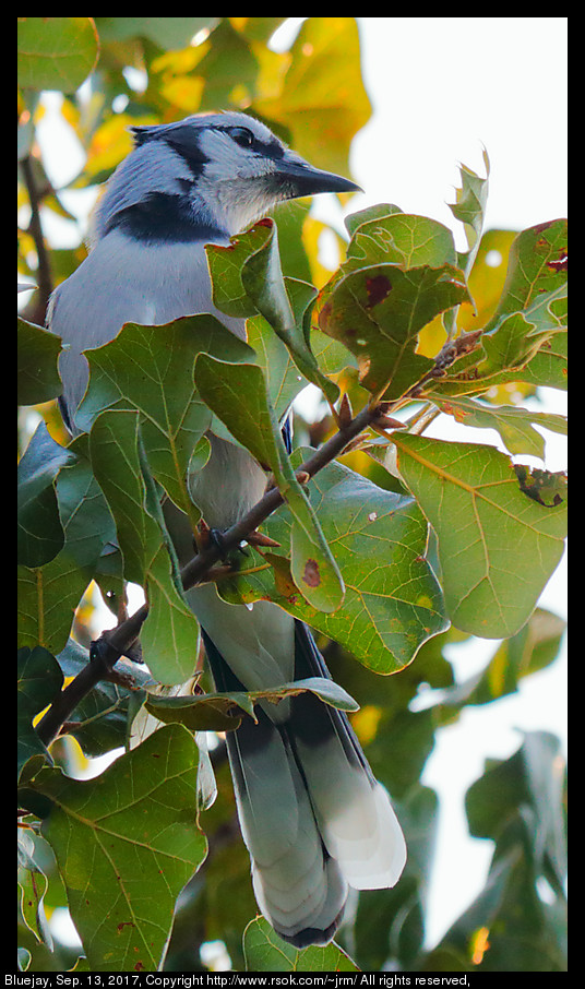 Blue Jay (Cyanocitta cristata), Sep. 13, 2017