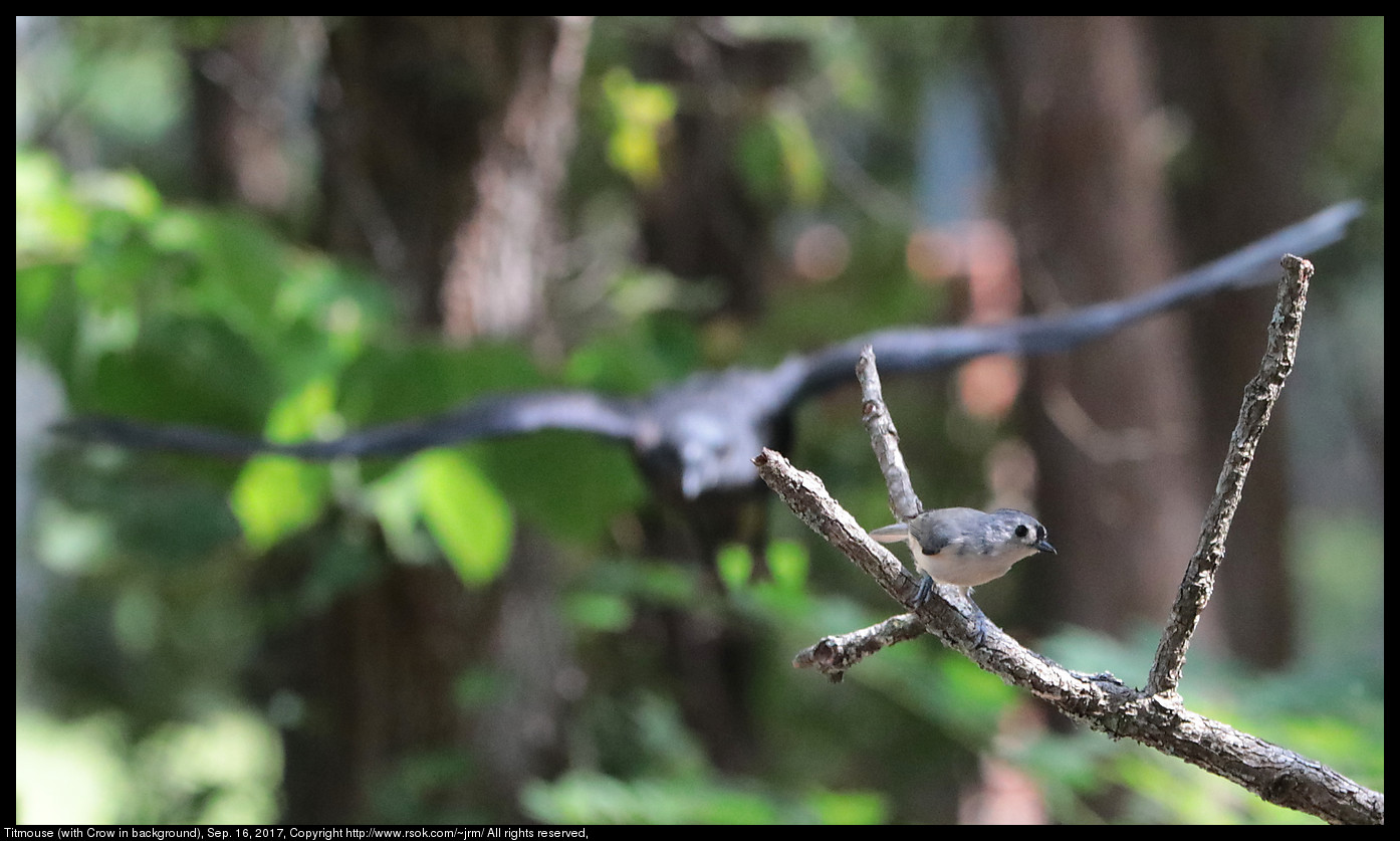 Tufted Titmouse (Baeolophus bicolor) with Crow in background, Sep. 16, 2017