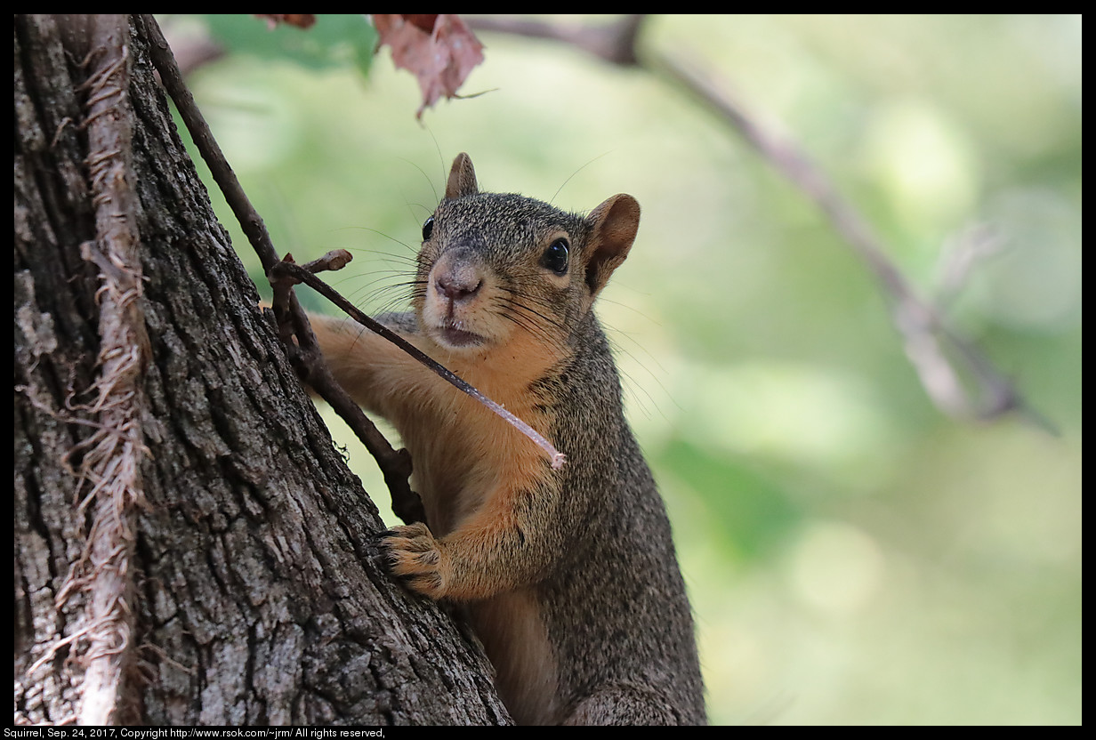 Fox squirrel (Sciurus niger) Sep. 24, 2017