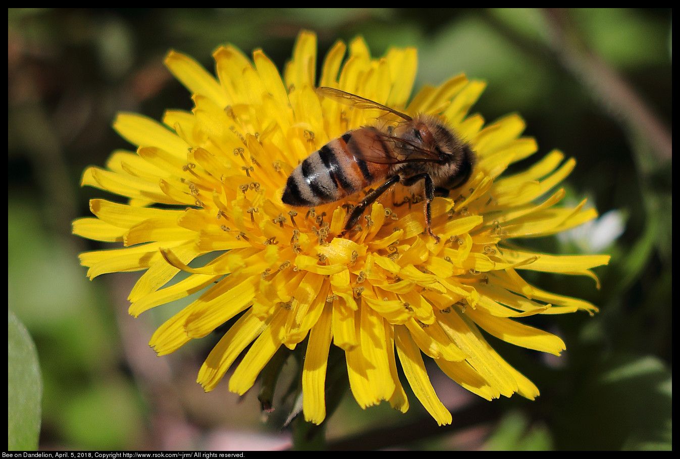 Bee on Dandelion, April. 5, 2018