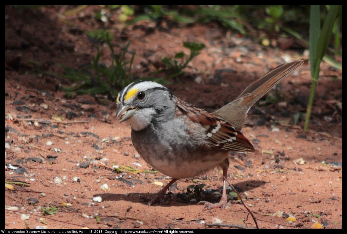 White-throated Sparrow (Zonotrichia albicollis), April. 13, 2018