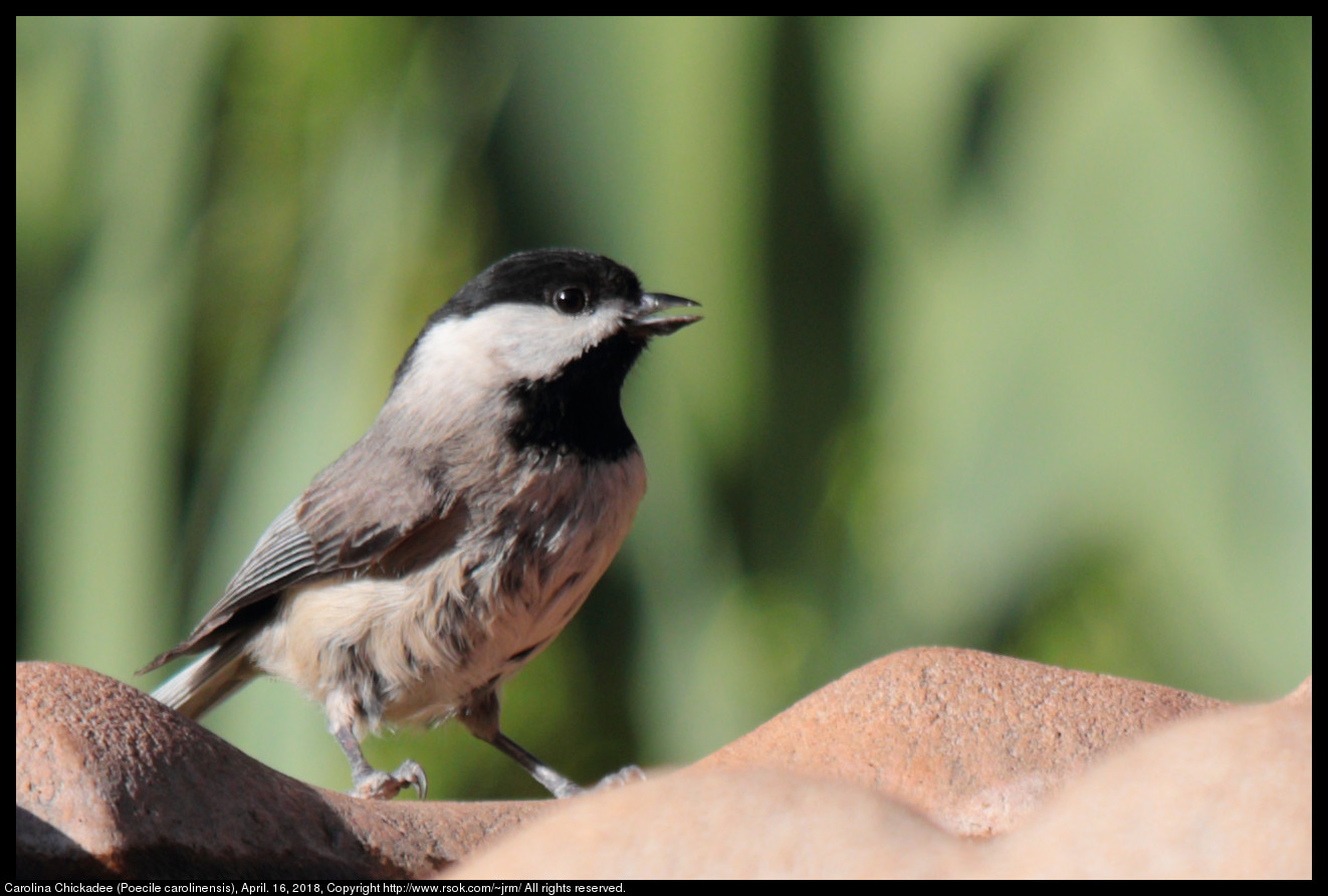 Carolina Chickadee (Poecile carolinensis), April. 16, 2018