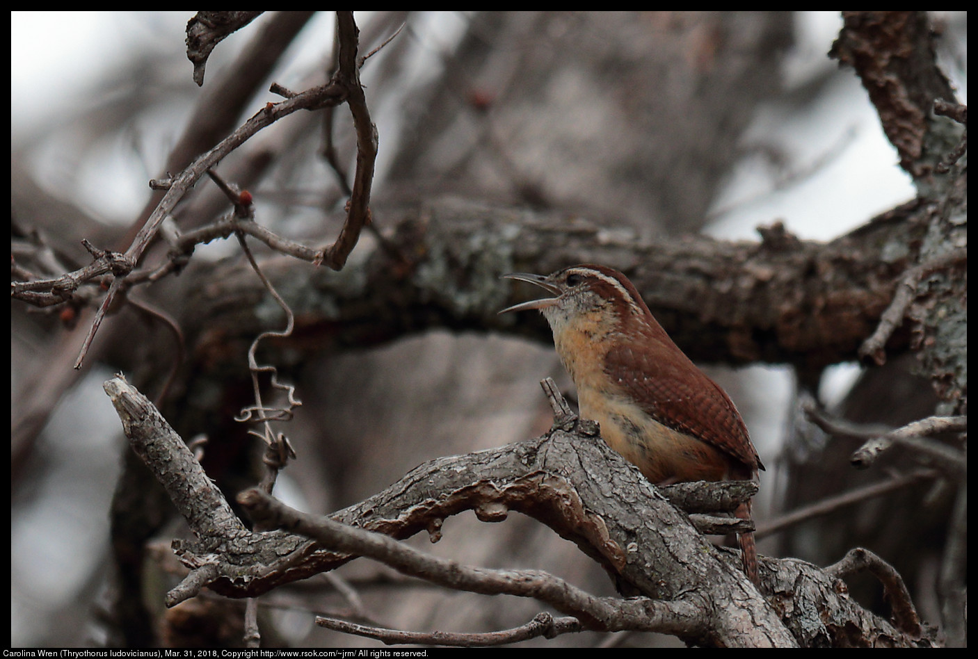 Carolina Wren (Thryothorus ludovicianus), Mar. 31, 2018