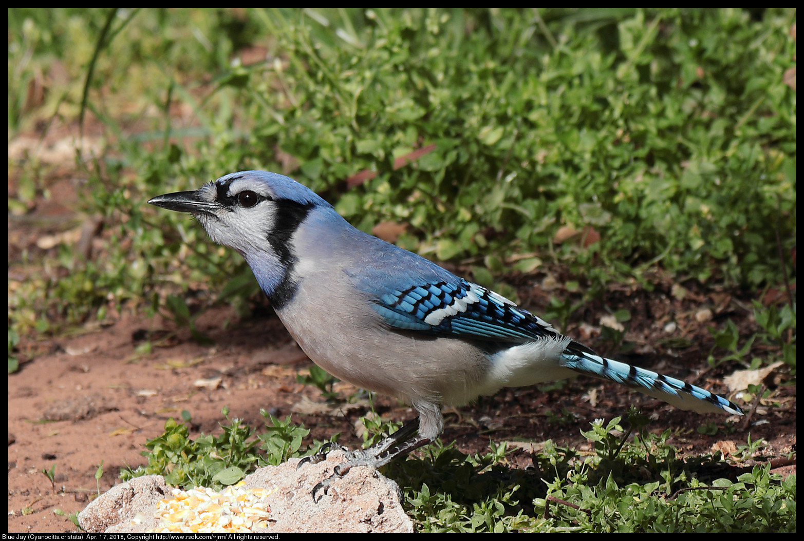 Blue Jay (Cyanocitta cristata), Apr. 17, 2018