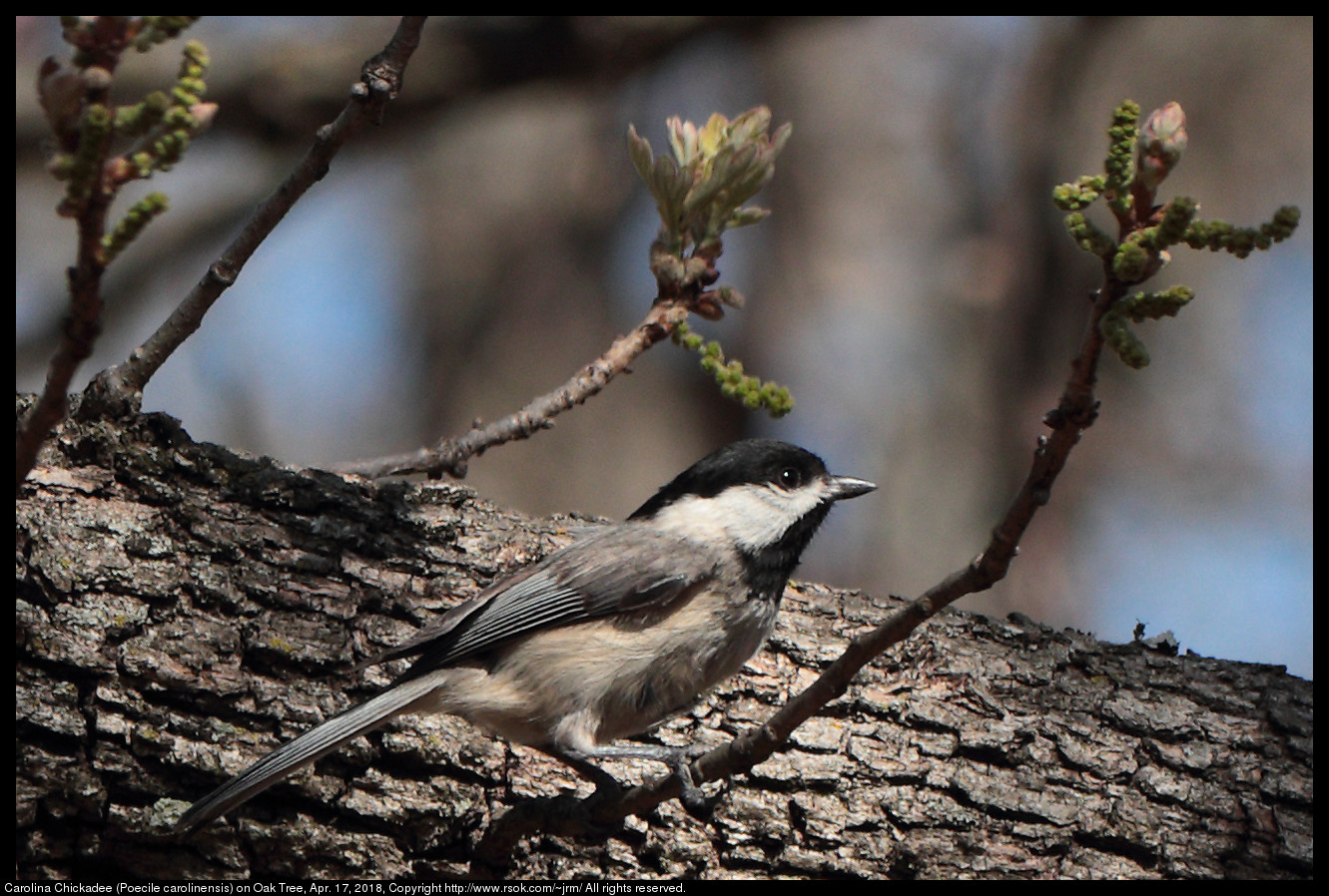 Carolina Chickadee (Poecile carolinensis) on Oak Tree, Apr. 17, 2018