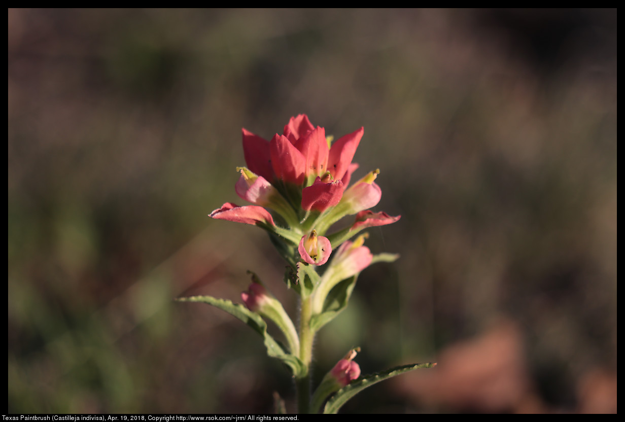 Texas Paintbrush (Castilleja indivisa), Apr. 19, 2018