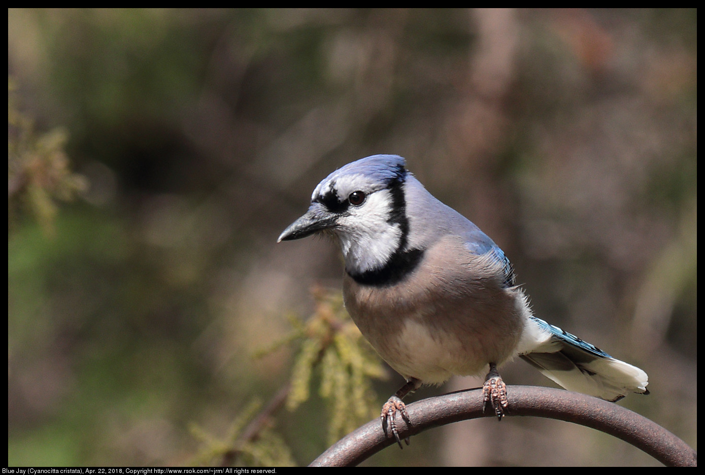 Blue Jay (Cyanocitta cristata), Apr. 22, 2018