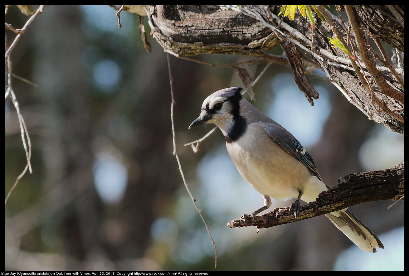 Blue Jay (Cyanocitta cristata)on Oak Tree with Vines, Apr. 23, 2018