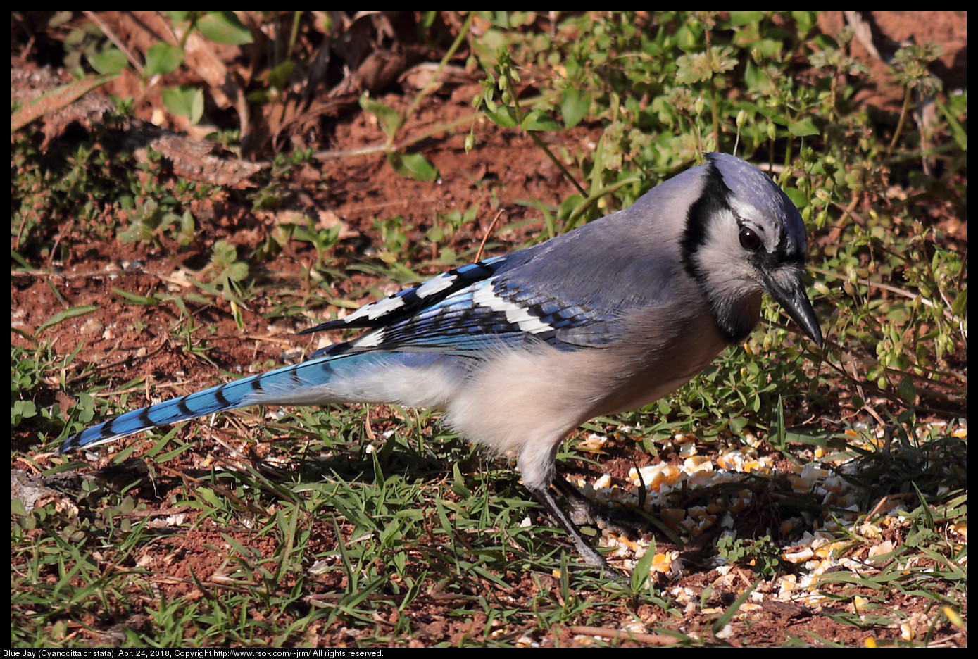 Blue Jay (Cyanocitta cristata), Apr. 24, 2018