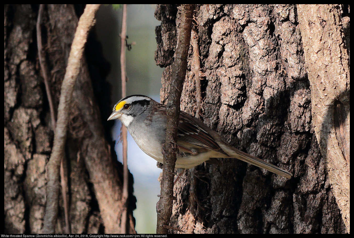 White-throated Sparrow (Zonotrichia albicollis), Apr. 24, 2018