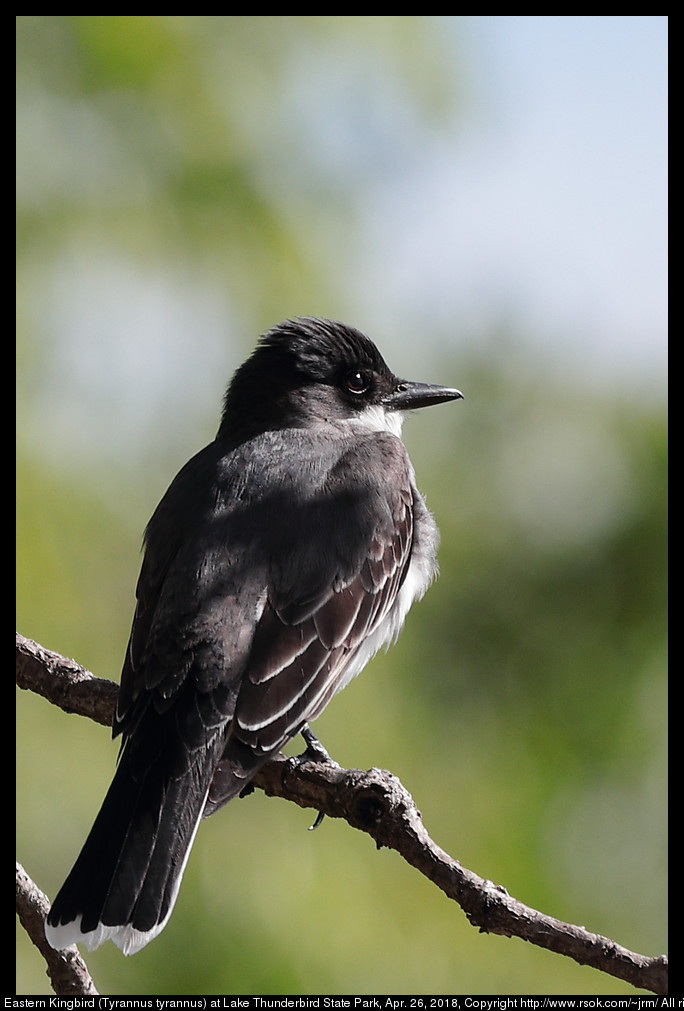 Eastern Kingbird (Tyrannus tyrannus) at Lake Thunderbird State Park, Apr. 26, 2018