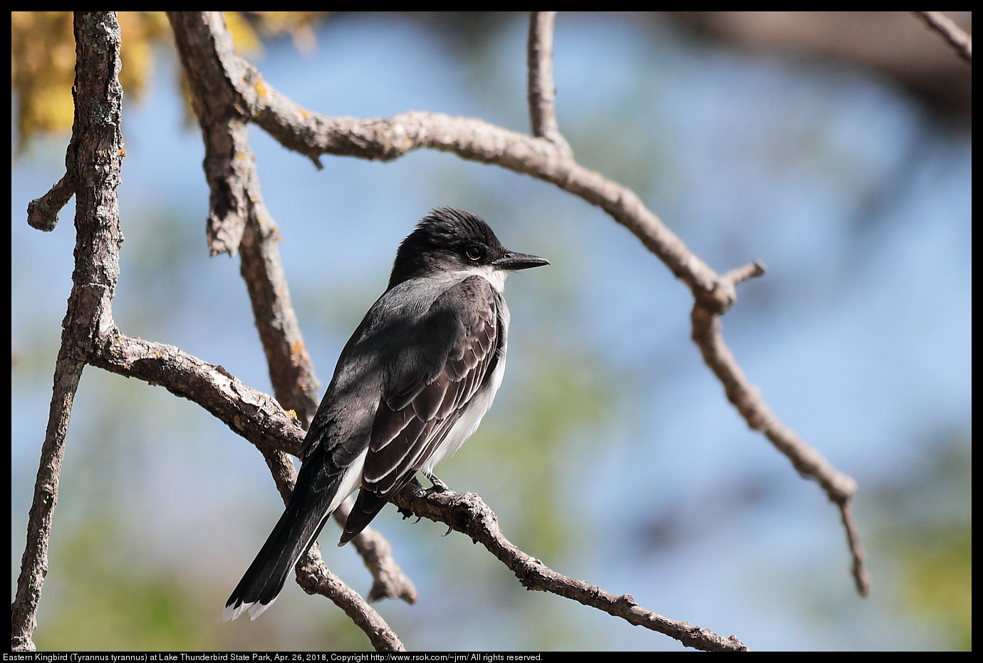 Eastern Kingbird (Tyrannus tyrannus) at Lake Thunderbird State Park, Apr. 26, 2018