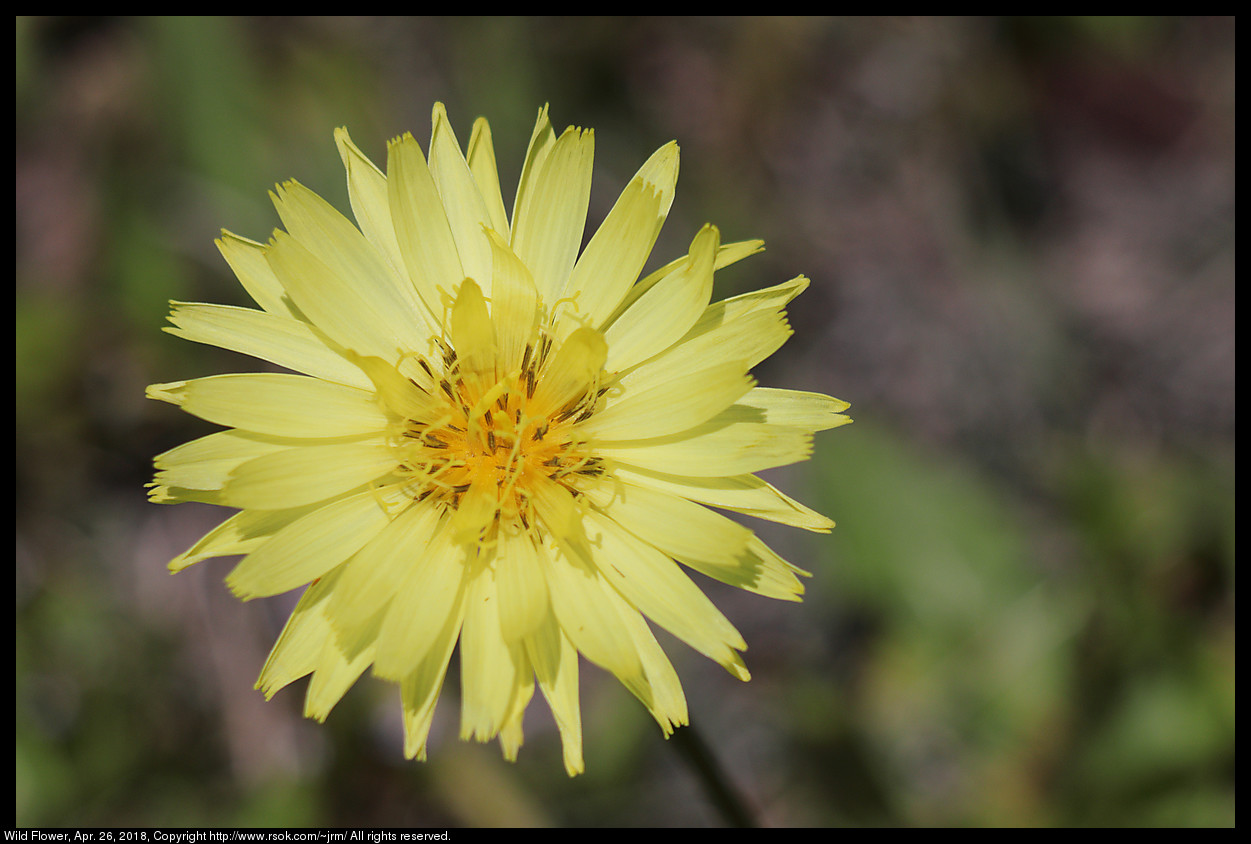 Wild Flower, Apr. 26, 2018