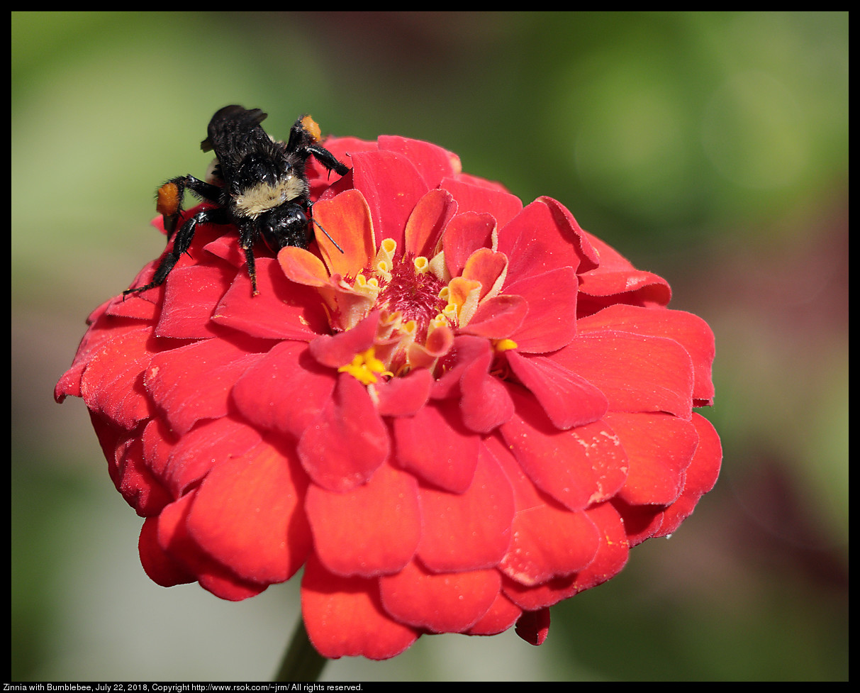 Zinnia with Bumblebee, July 22, 2018