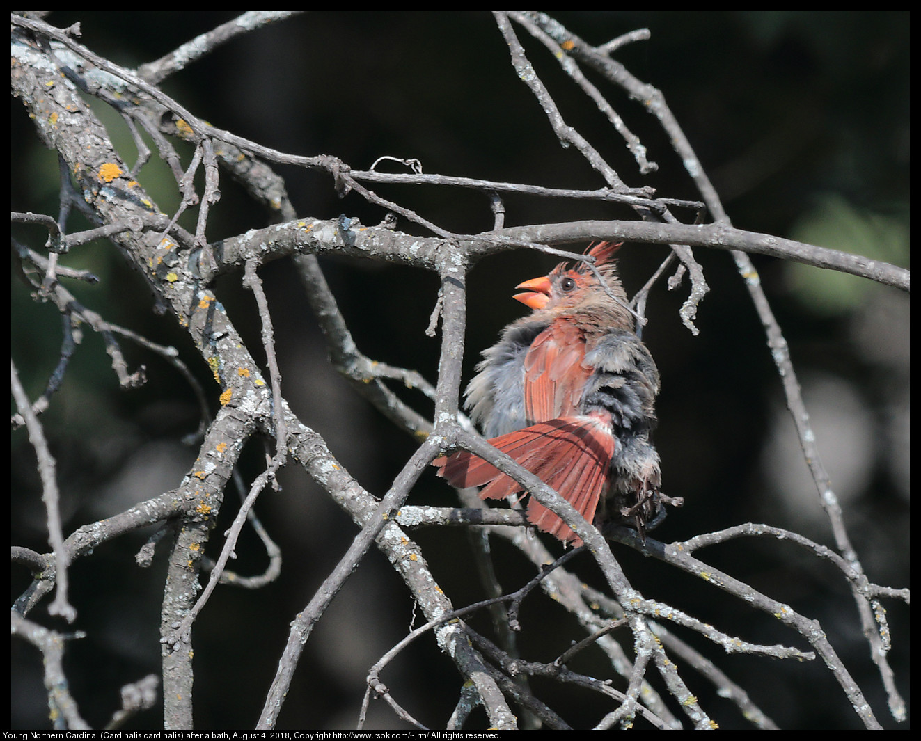 Young Northern Cardinal (Cardinalis cardinalis) after a bath, August 4, 2018