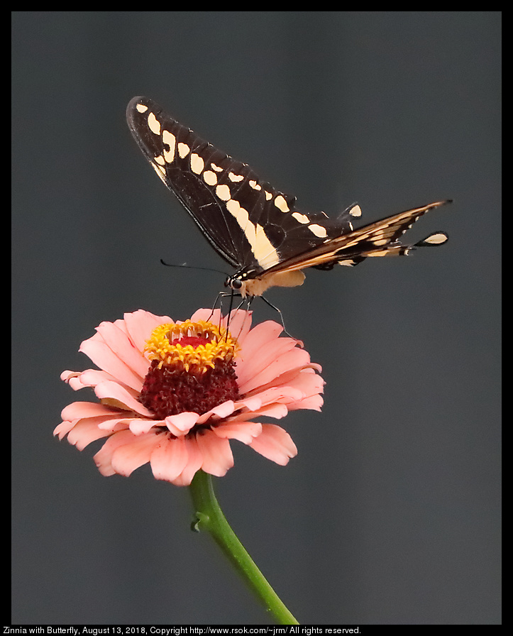 Zinnia with Butterfly, August 13, 2018