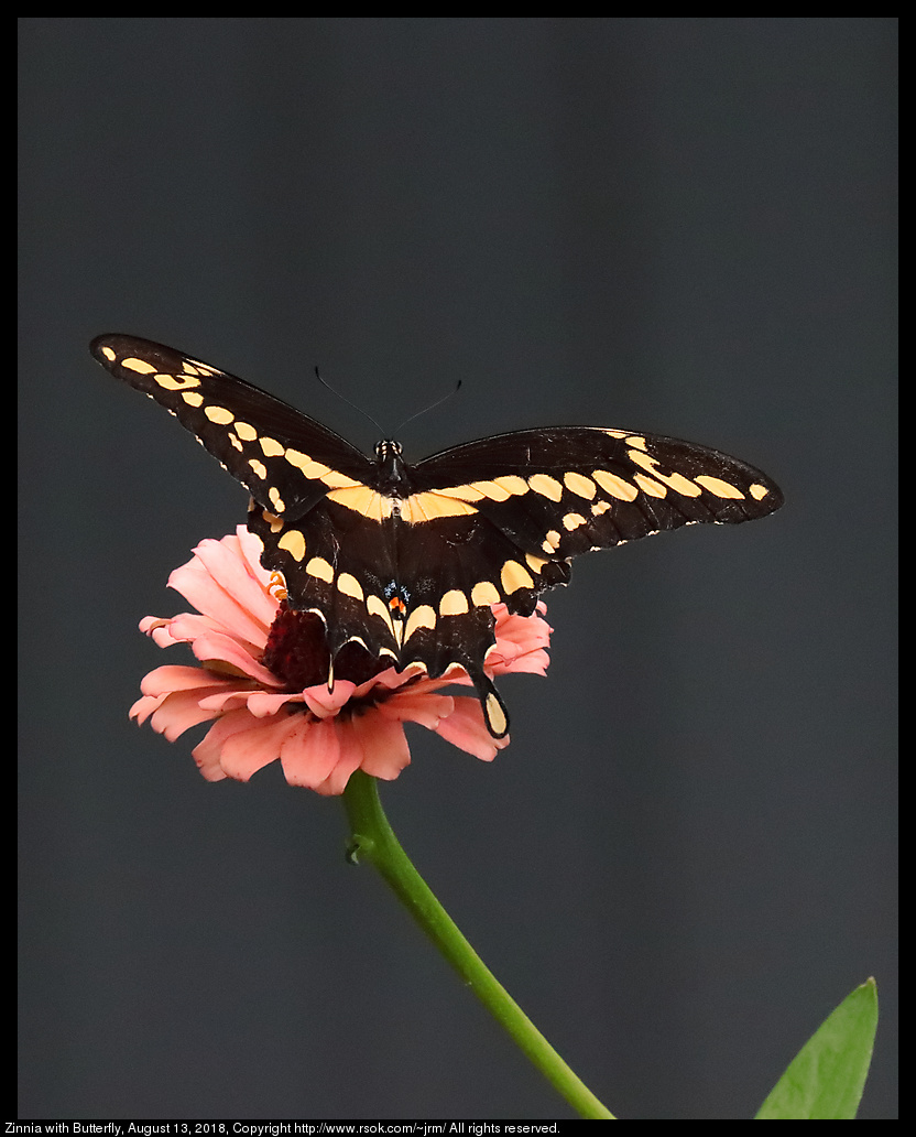 Zinnia with Butterfly, August 13, 2018