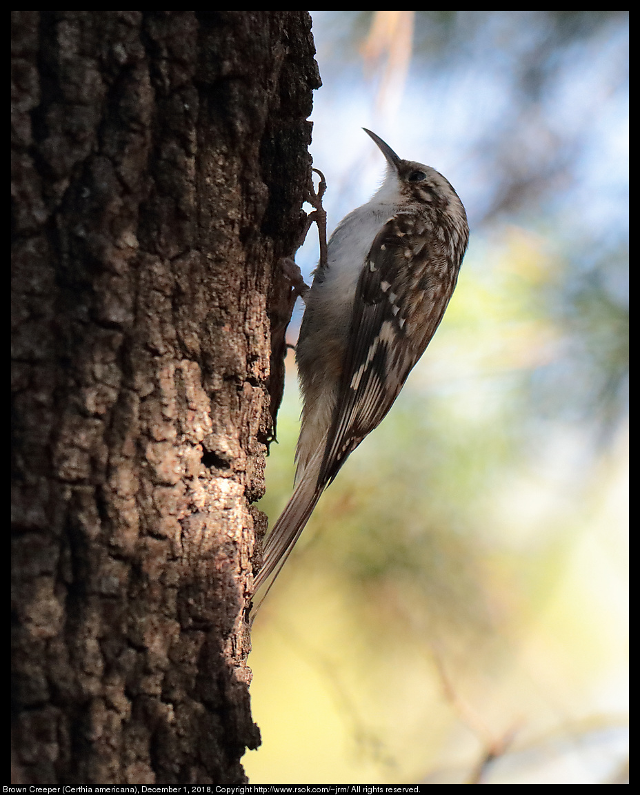 Brown Creeper (Certhia americana), December 1, 2018