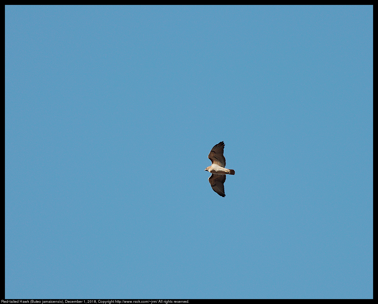 Red-tailed Hawk (Buteo jamaicensis), December 1, 2018