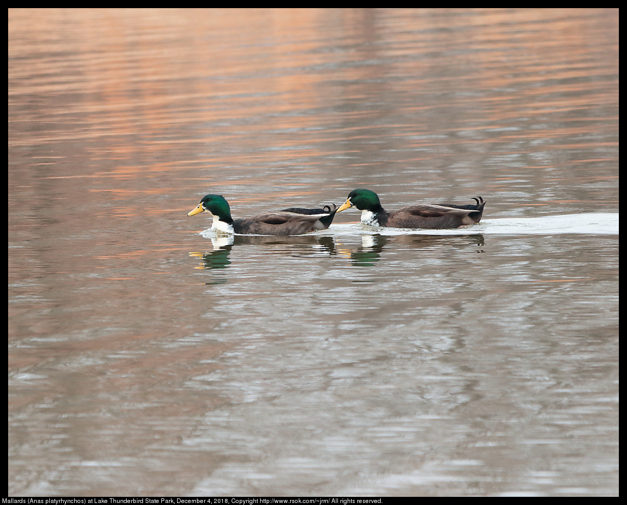 Mallards (Anas platyrhynchos) at Lake Thunderbird State Park, December 4, 2018