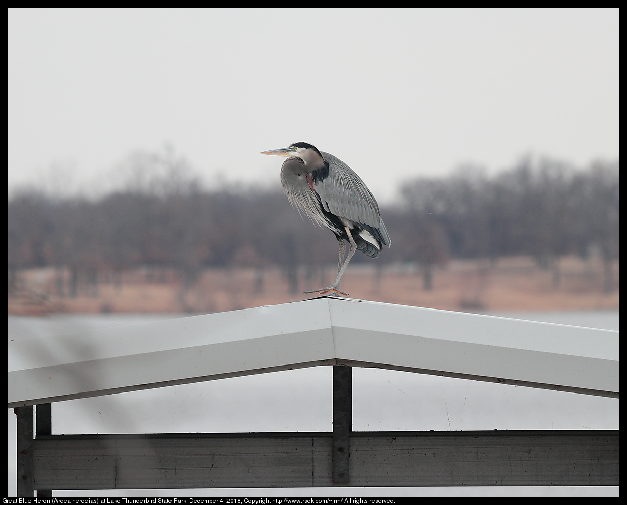 Great Blue Heron (Ardea herodias) at Lake Thunderbird State Park, December 4, 2018