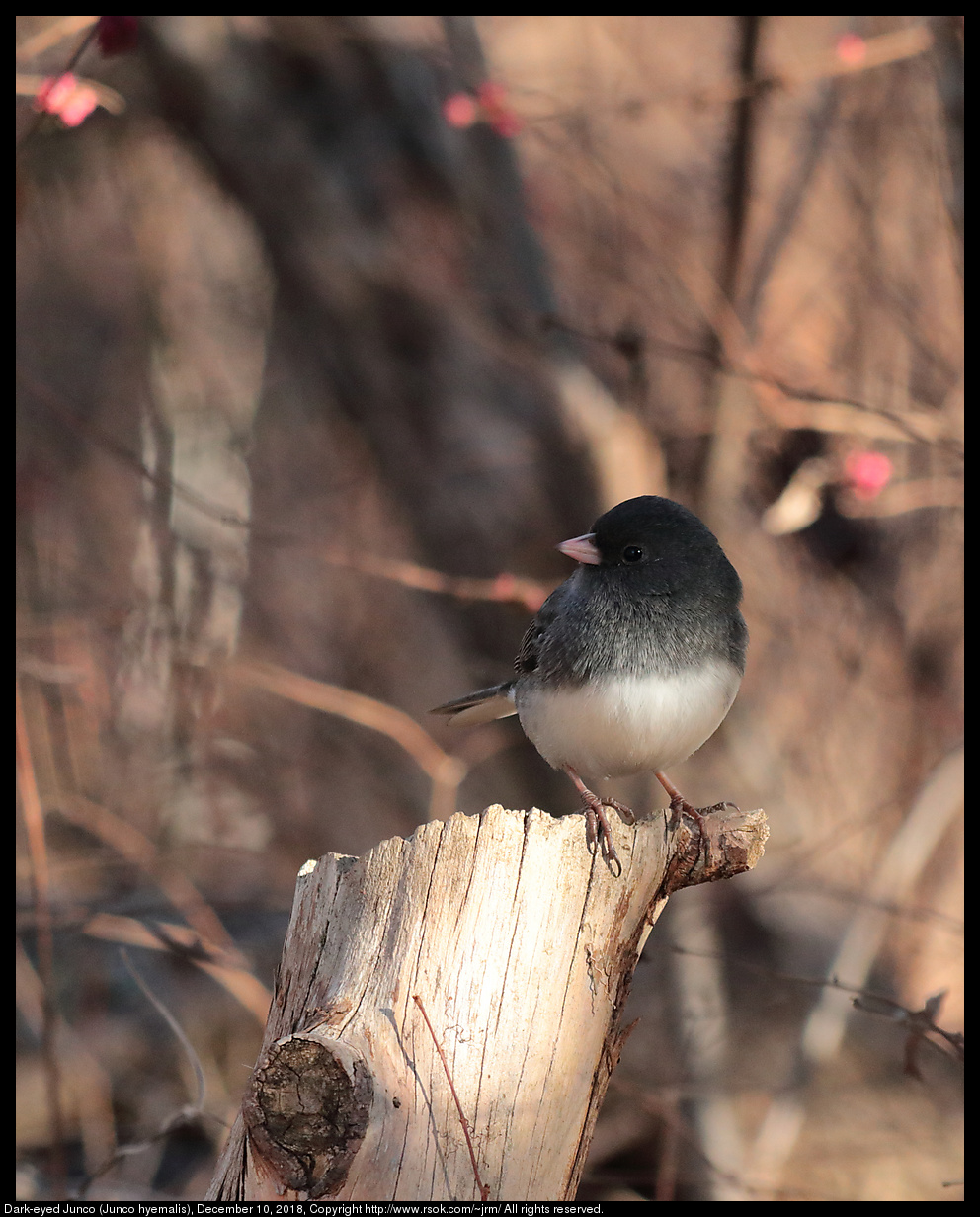 2018dec10_junco_IMG_4358c.jpg