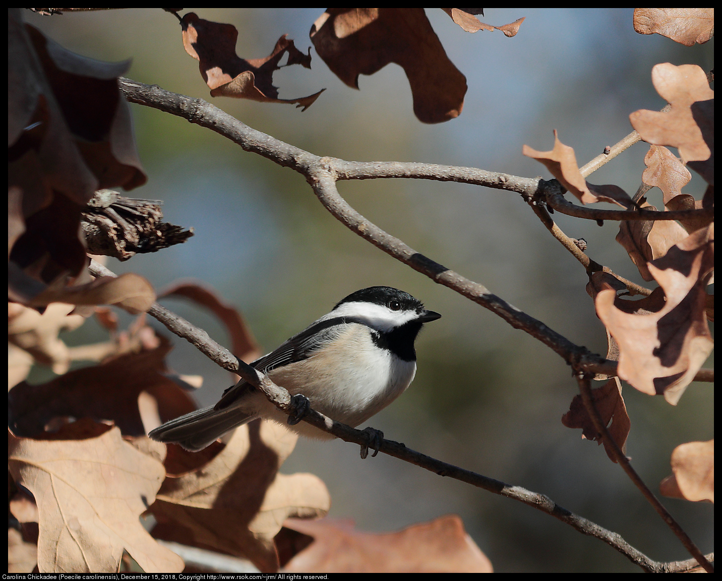 Carolina Chickadee (Poecile carolinensis), December 15, 2018