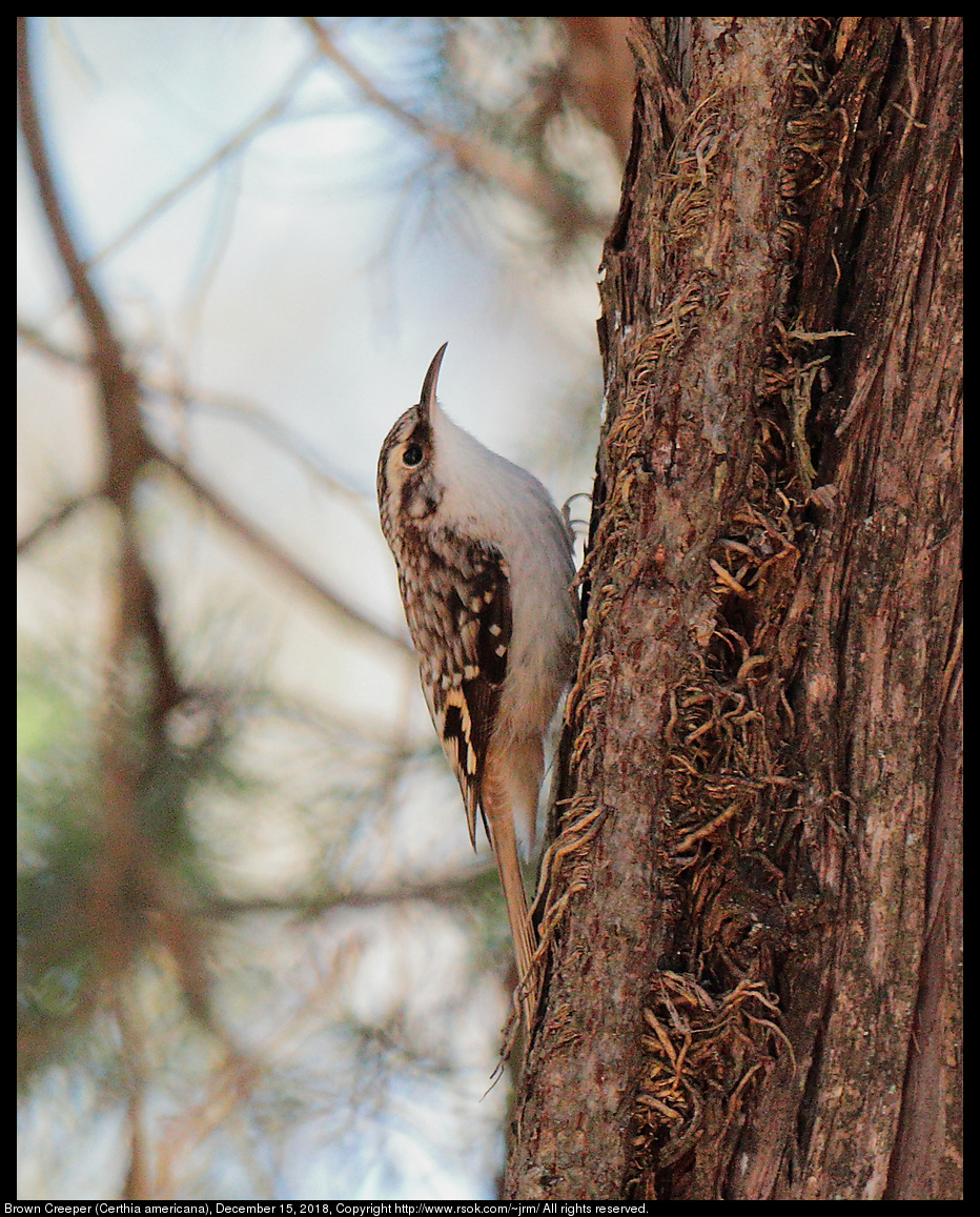 Brown Creeper (Certhia americana), December 15, 2018