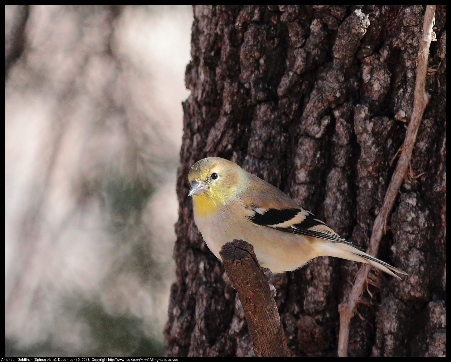 American Goldfinch (Spinus tristis), December 15, 2018