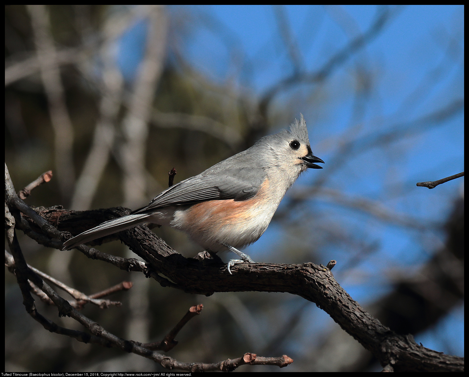 Tufted Titmouse (Baeolophus bicolor), December 15, 2018