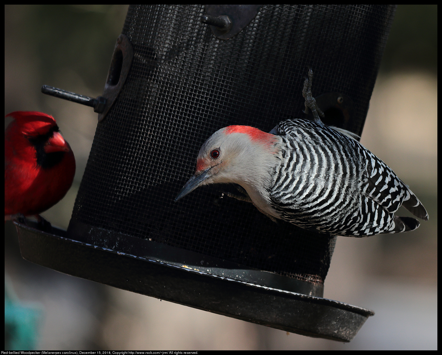 Red-bellied Woodpecker (Melanerpes carolinus), December 15, 2018