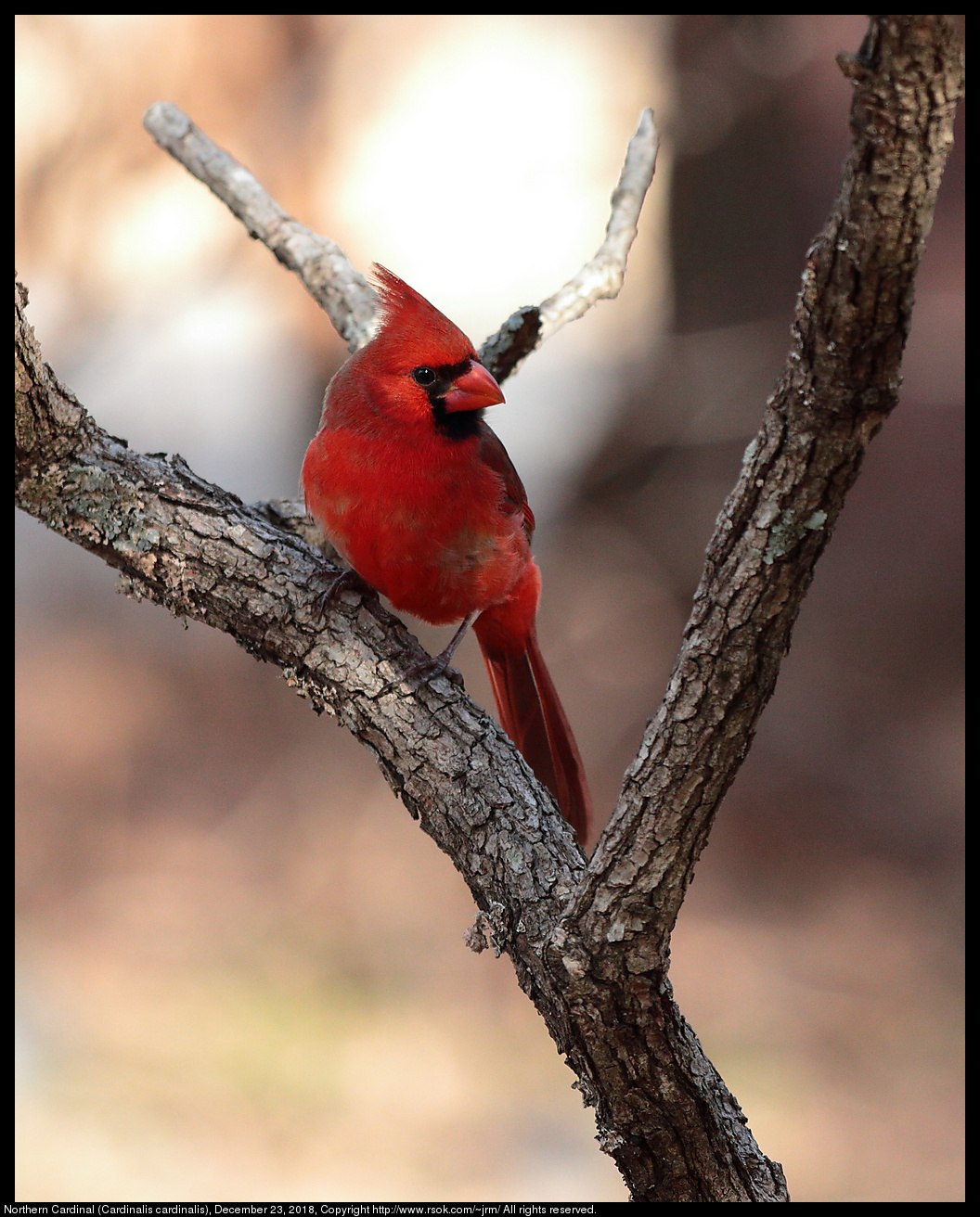 Northern Cardinal (Cardinalis cardinalis), December 23, 2018