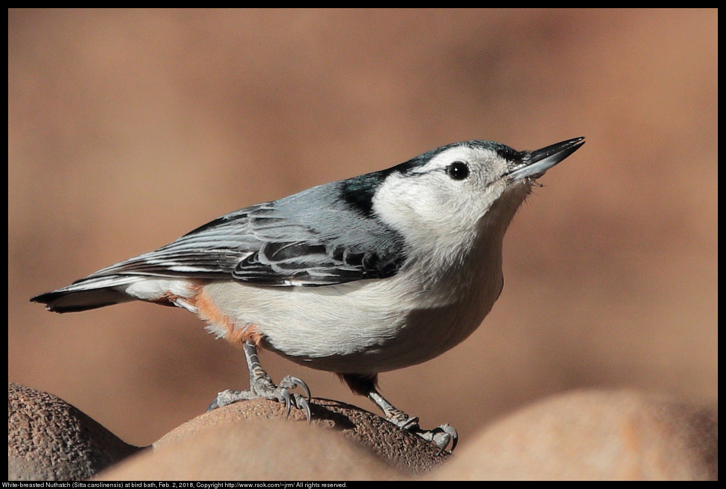 White-breasted Nuthatch (Sitta carolinensis) at bird bath, Feb. 2, 2018