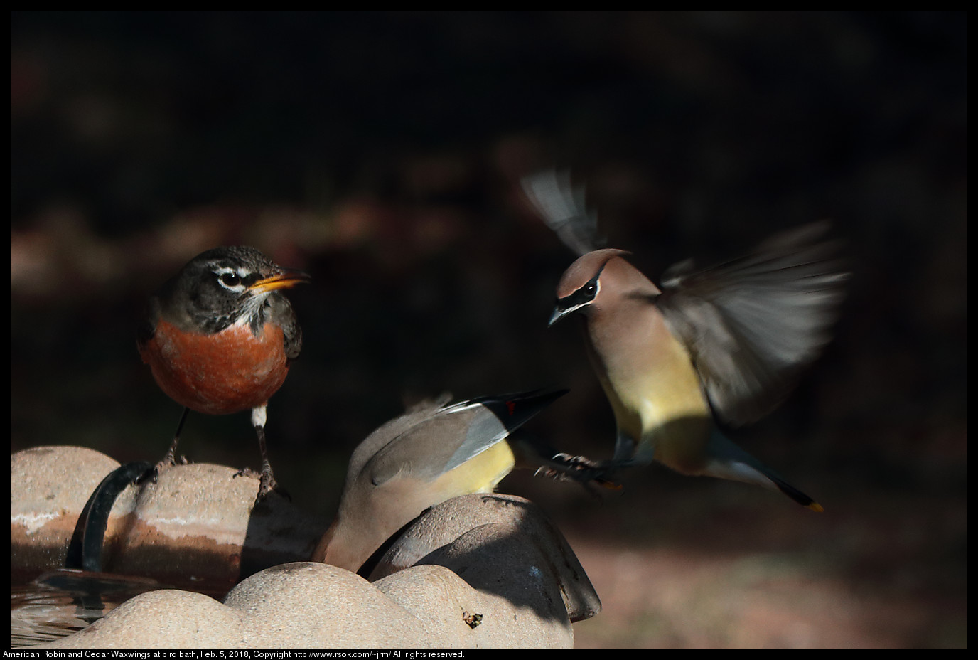 American Robin and Cedar Waxwings at bird bath, Feb. 5, 2018