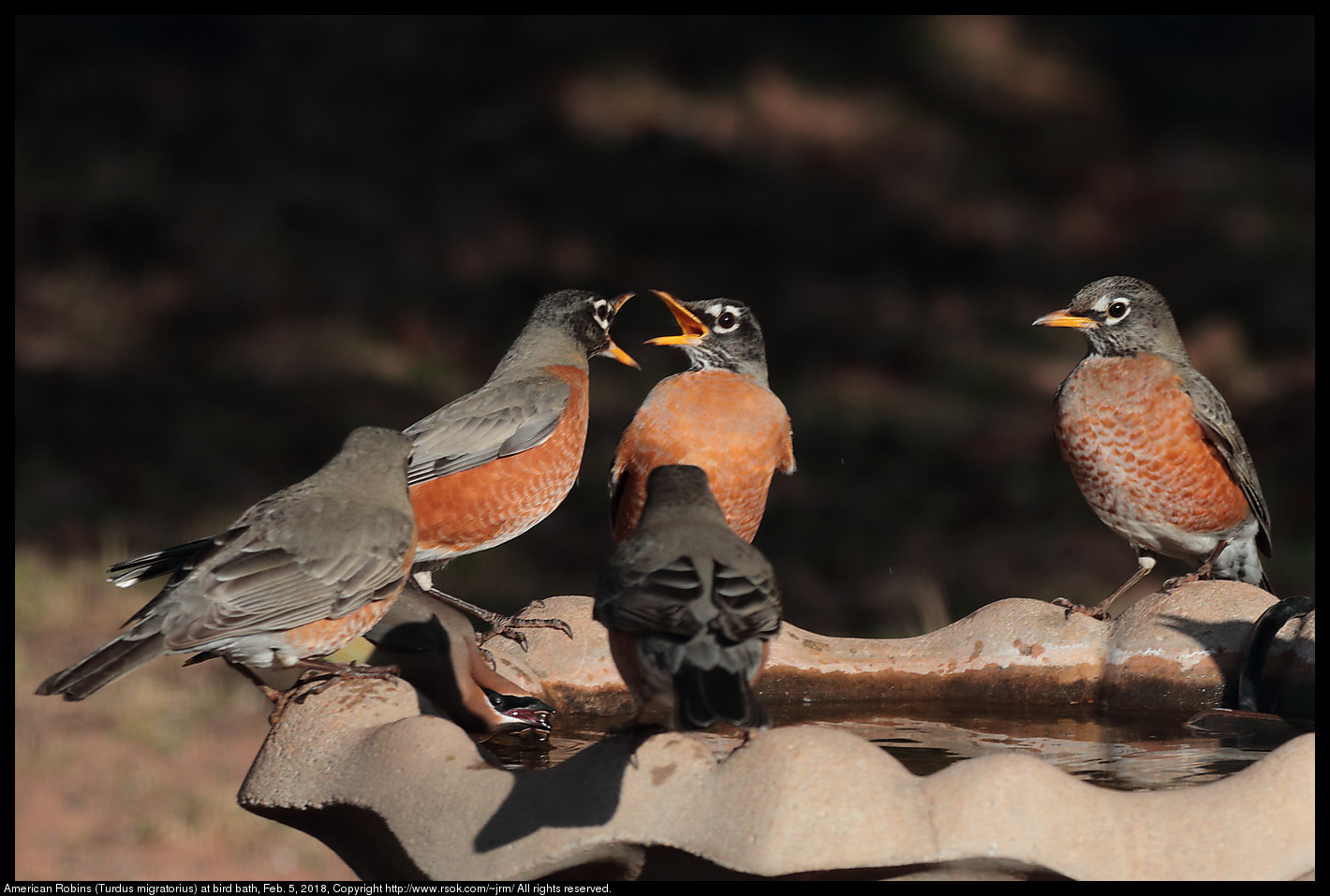 American Robins (Turdus migratorius) at bird bath, Feb. 5, 2018