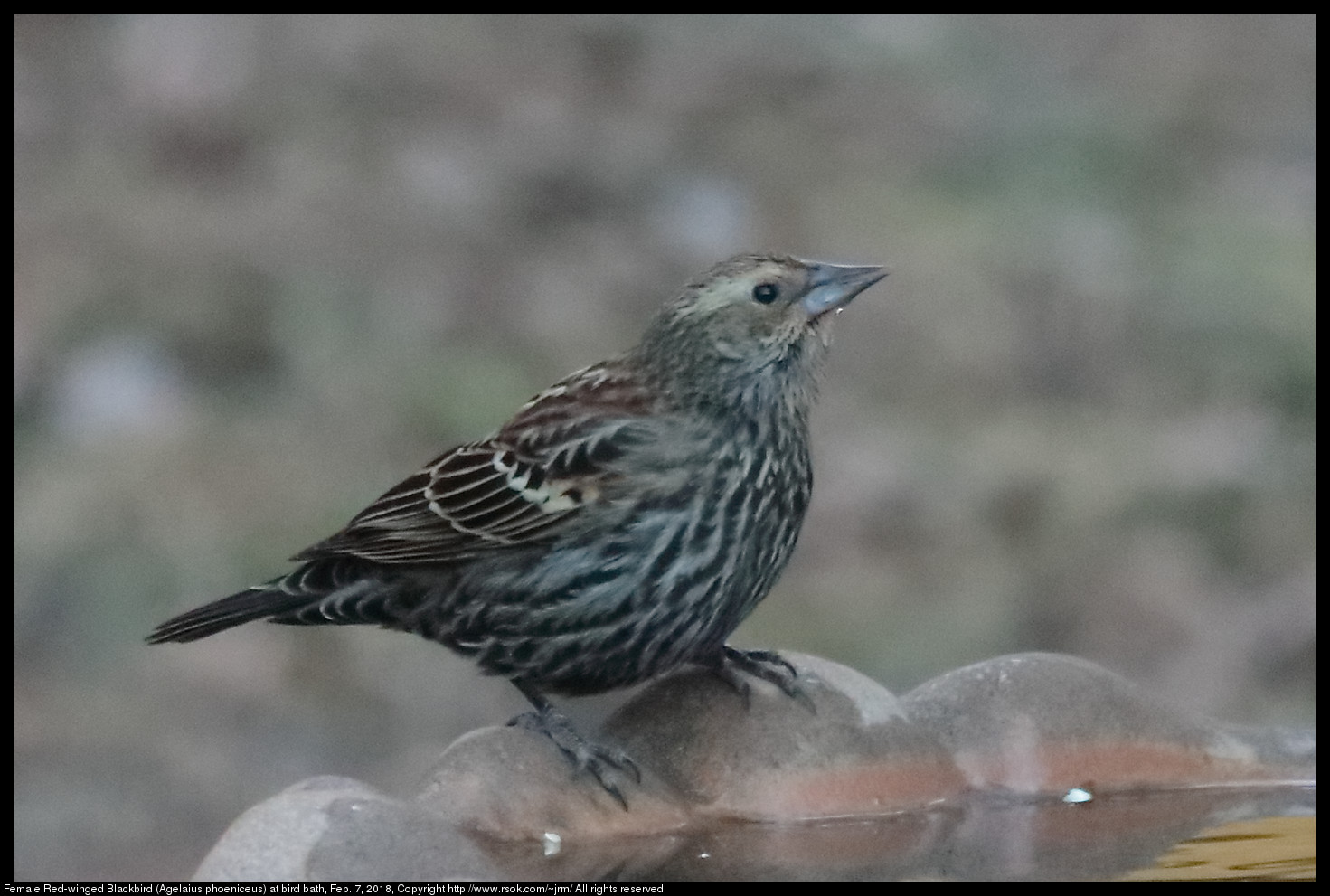 Female Red-winged Blackbird (Agelaius phoeniceus) at bird bath, Feb. 7, 2018